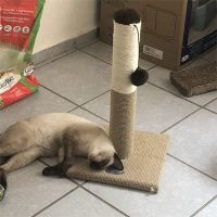 Postes rascadores para gatos