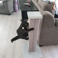 Postes rascadores para gatos