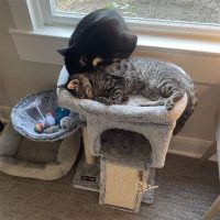 Rascadores con cama para gatos