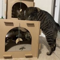 Rascadores de carton para gatos