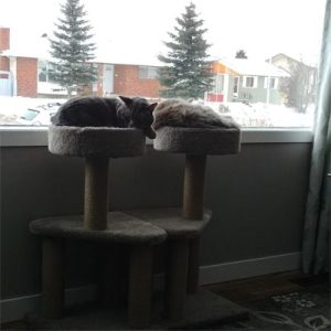 Rascadores con cama para gatos