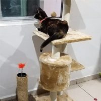 Torres para gatos